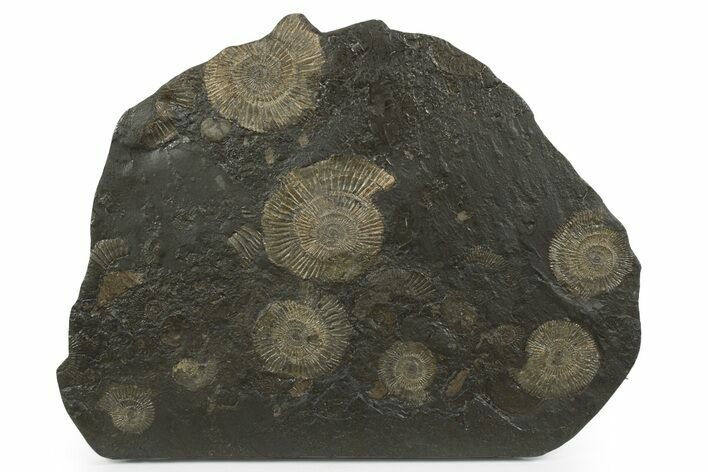 Dactylioceras Ammonite Cluster - Posidonia Shale, Germany #242681